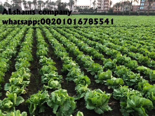 Public product photo - We would like to offer our fresh Iceberg Lettuce🌺
Origin: Egypt🇪🇬
• fresh Iceberg Lettuce 's season available now
fresh Iceberg Lettuce Specification:-
- carton weight : 7.5 : 8 kg
- 9:12 pieces per carton
• Class 1
- Shipping method : by sea or air .
*Company Name : Alshams company for general import and export
*Location : Egypt, El gharpia , kafer elzayat
📲Contact us :
mrs-donia mostafa
sales manager
Email: als